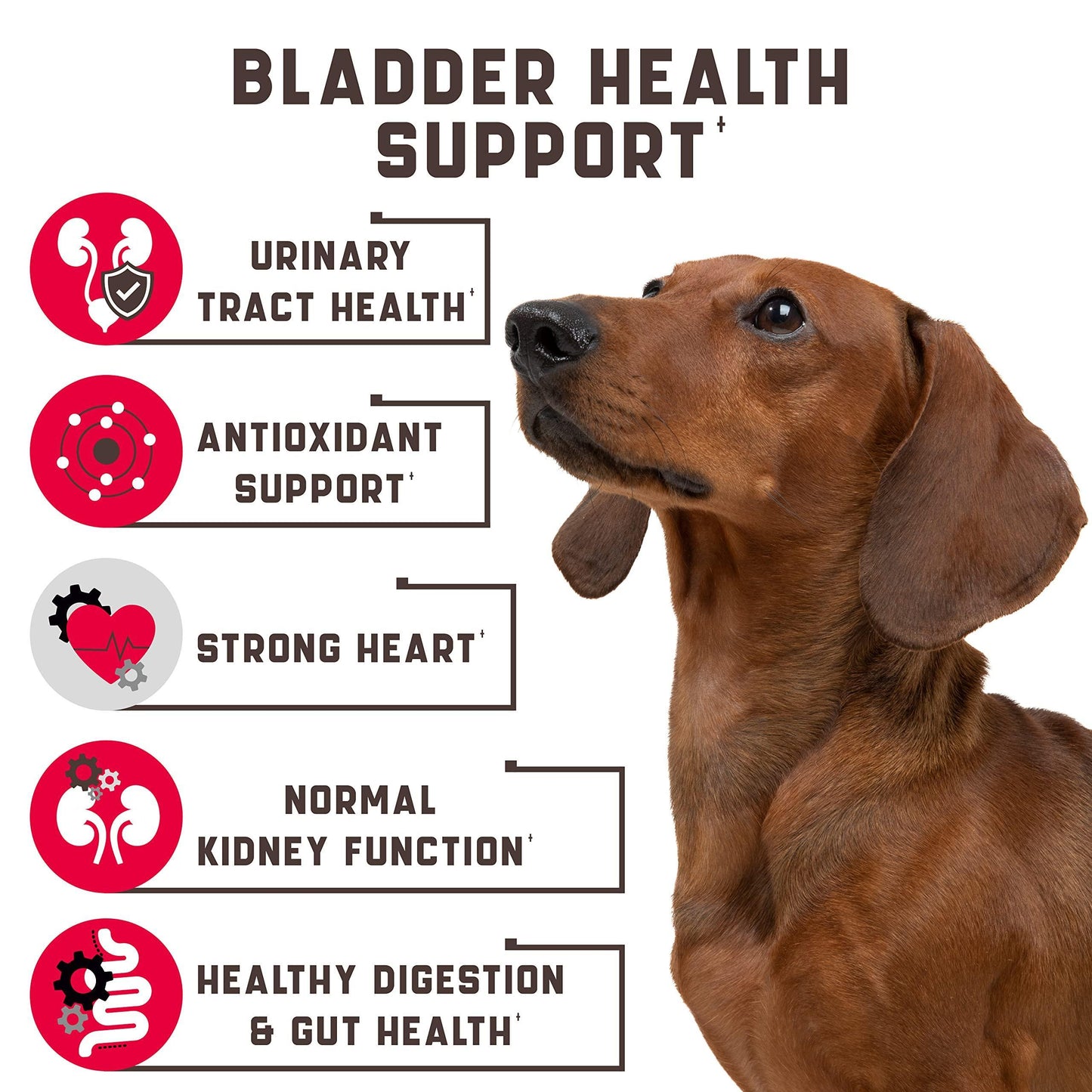 180 Cranberry Chews   Dog Cranberry Supplement   Natural Aid for Urinary Tract Bladder Kidney Health   Immune Support for Dogs of All Ages and Breeds   American Quality   Duck Flavor