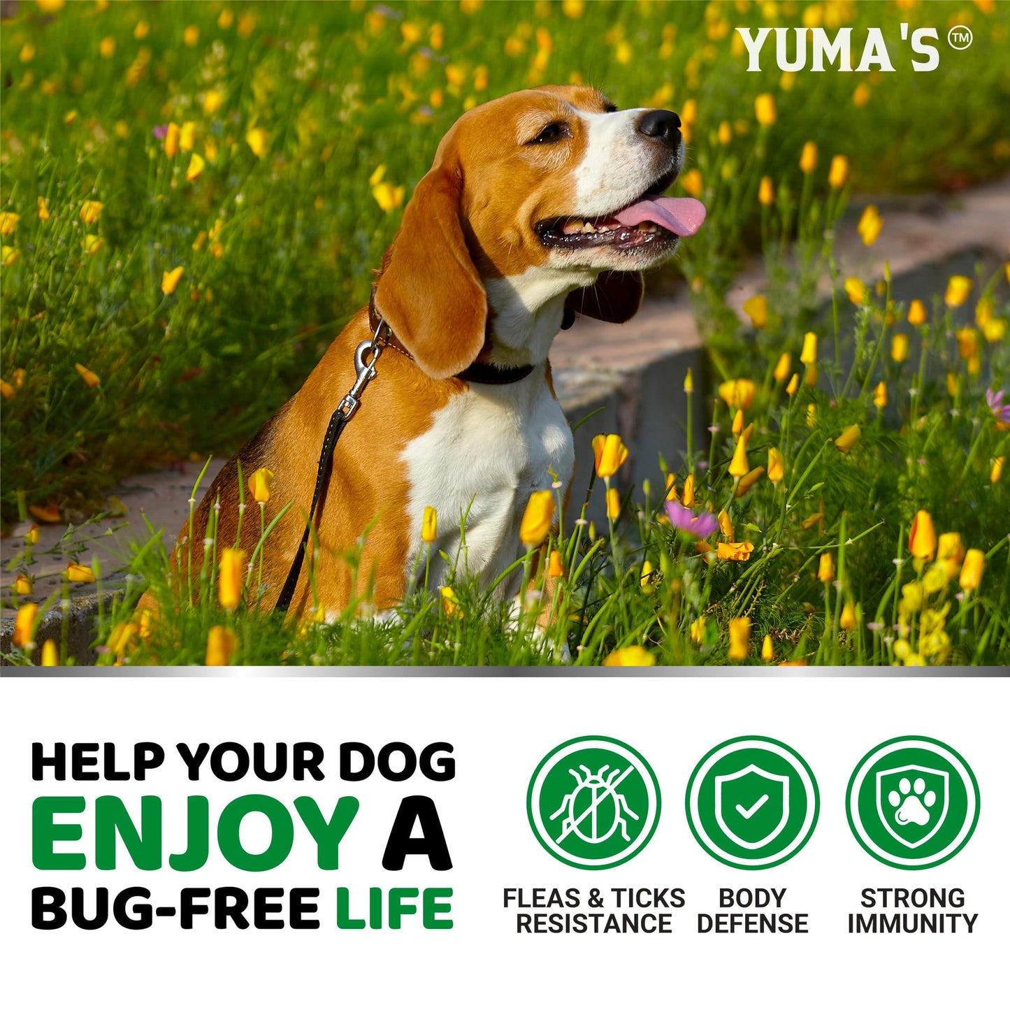 Flea and Tick Prevention for Dogs Chewables   170 Treats   Natural Dog Flea and Tick Treatment Chewable   Flea and Tick Chews for Dogs   Soft Oral Flea Pills for Dogs   All Breeds & Ages   Made in USA